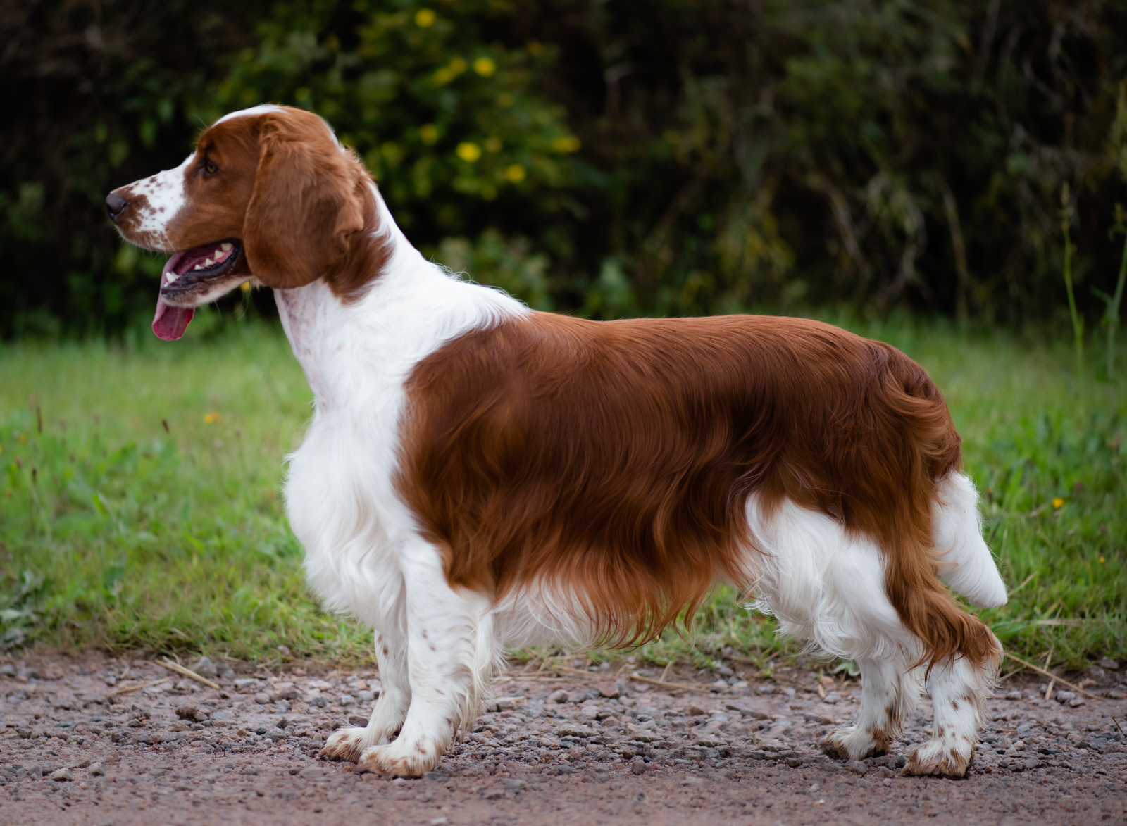 Wallovas Placebo - Pepsi - Kennel Wallova