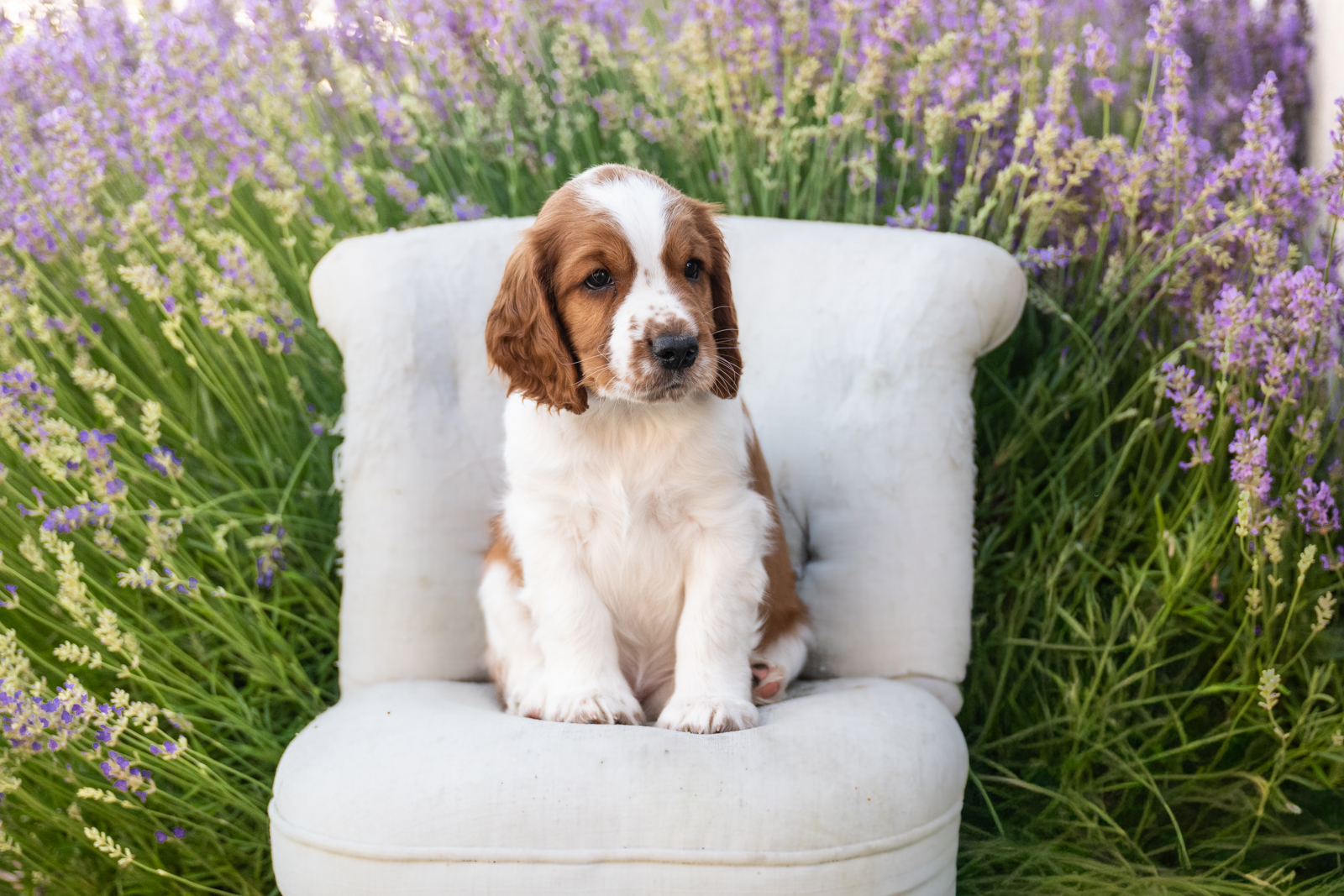Valpar ur X-kullen 2026 - Kennel Wallova