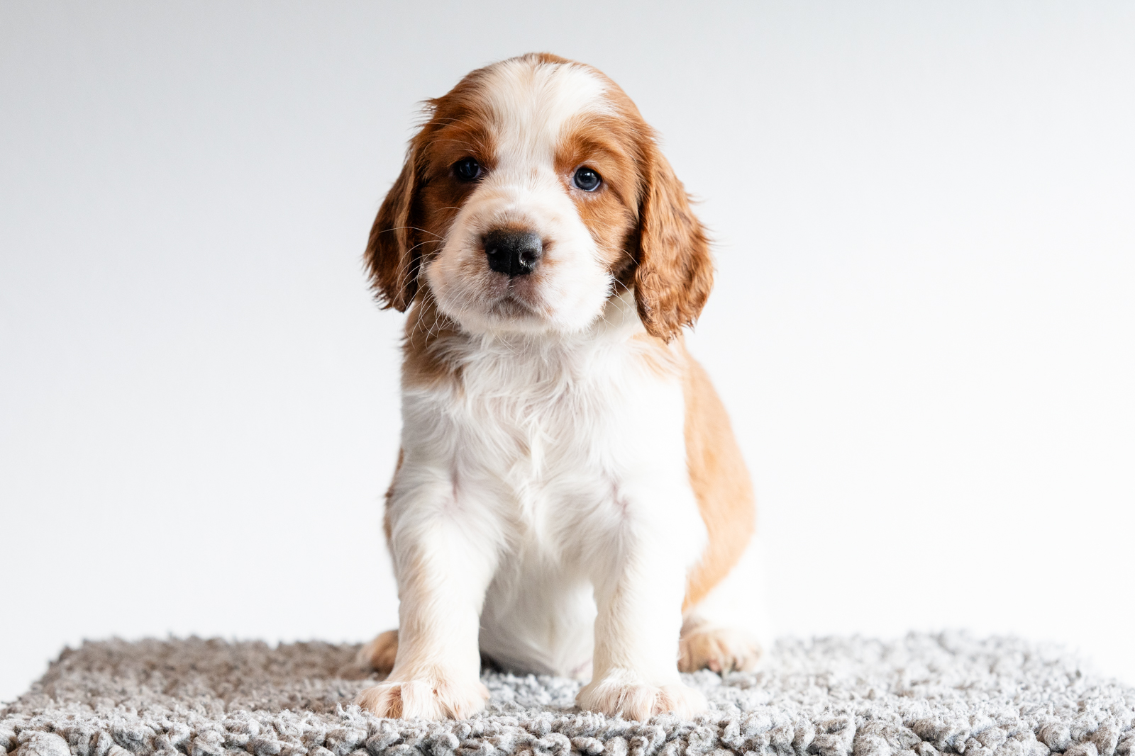 Valp ur M-Kullen - Kennel Wallova