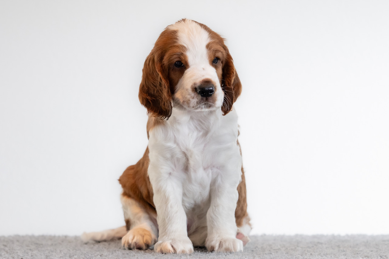 Y-kullen 2026 - Kennel Wallova