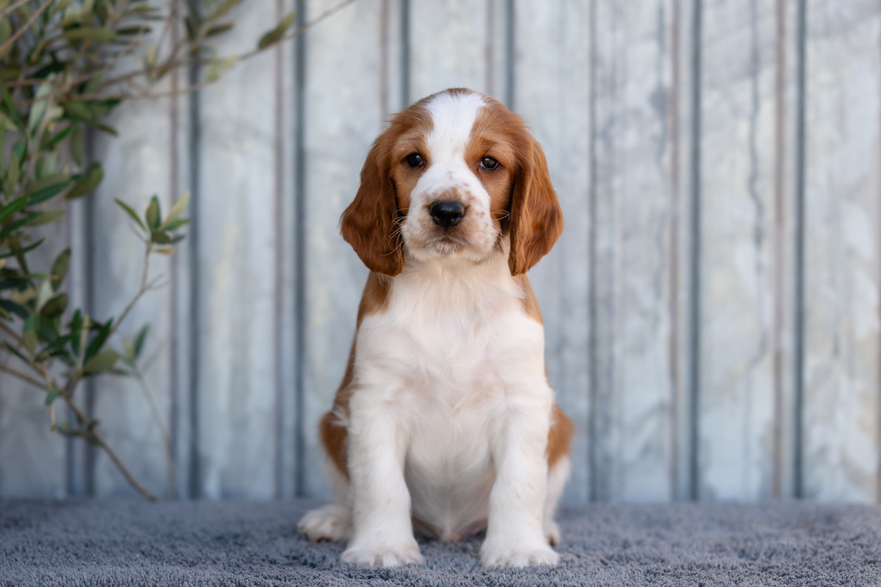 Y-kullen 2026 - Kennel Wallova