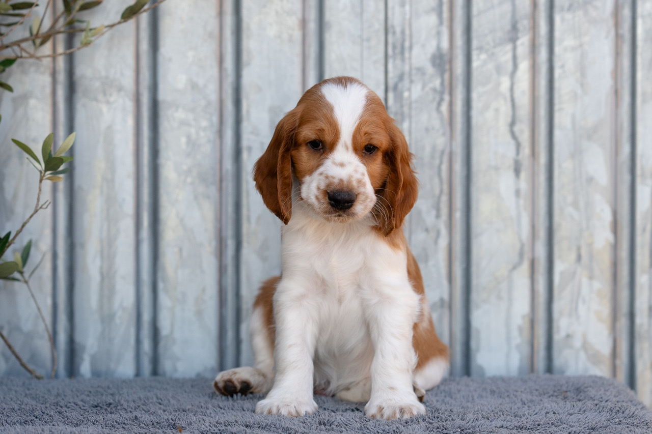 Y-kullen 2026 - Kennel Wallova