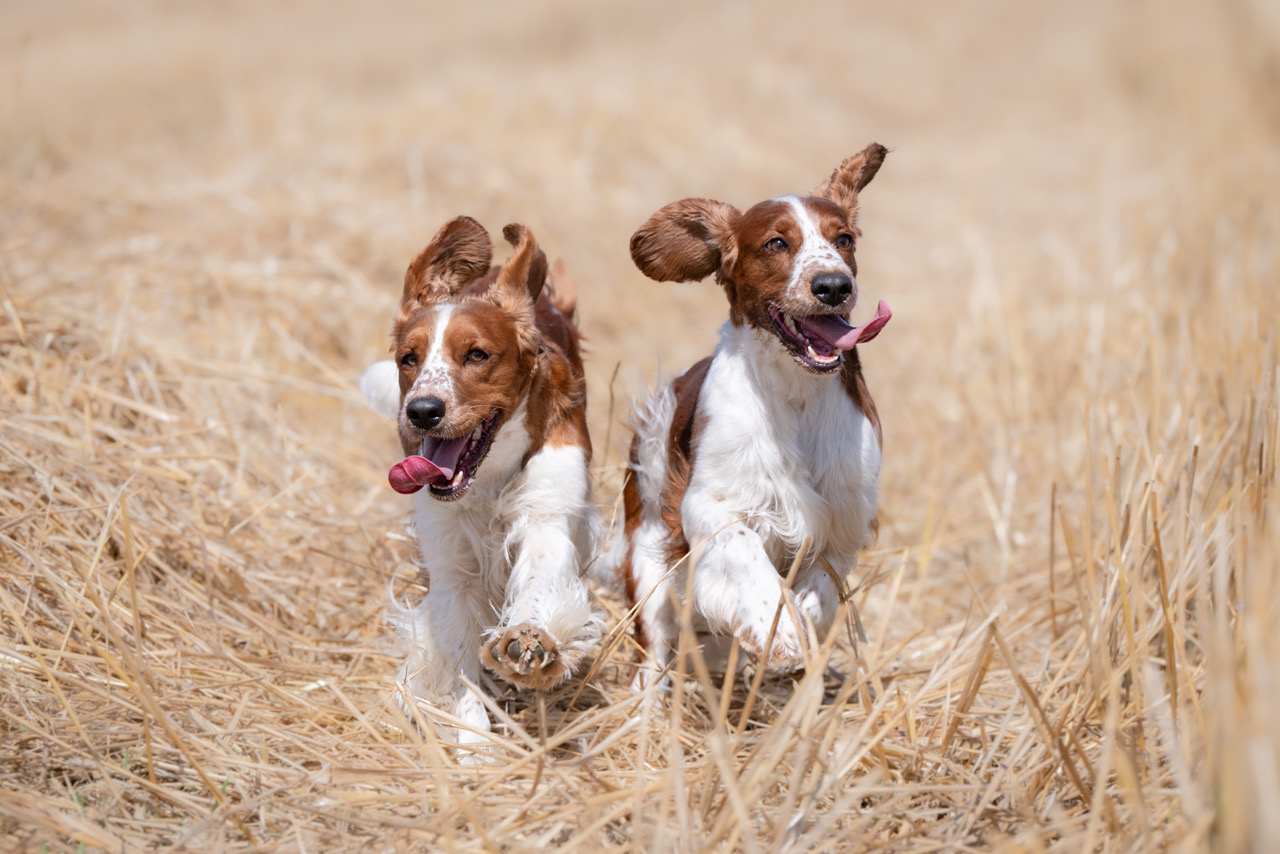Welshar springer i fält - Kennel Wallova