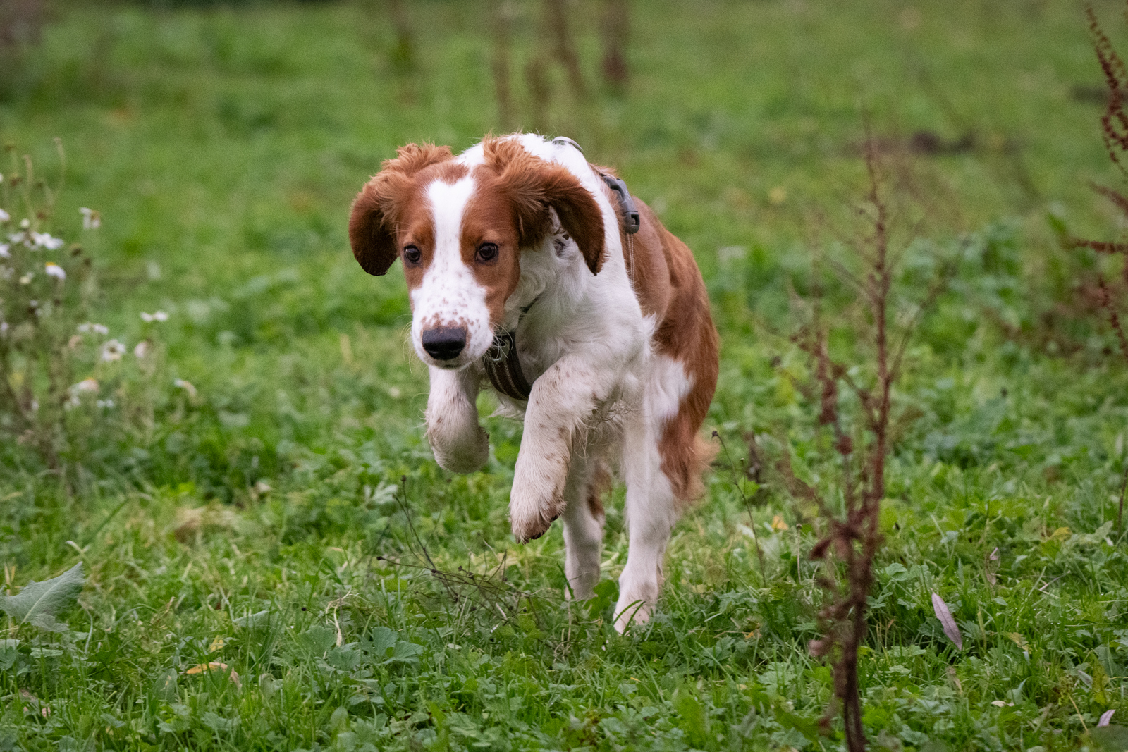 Kennel Wallova - Kennelträff 2025