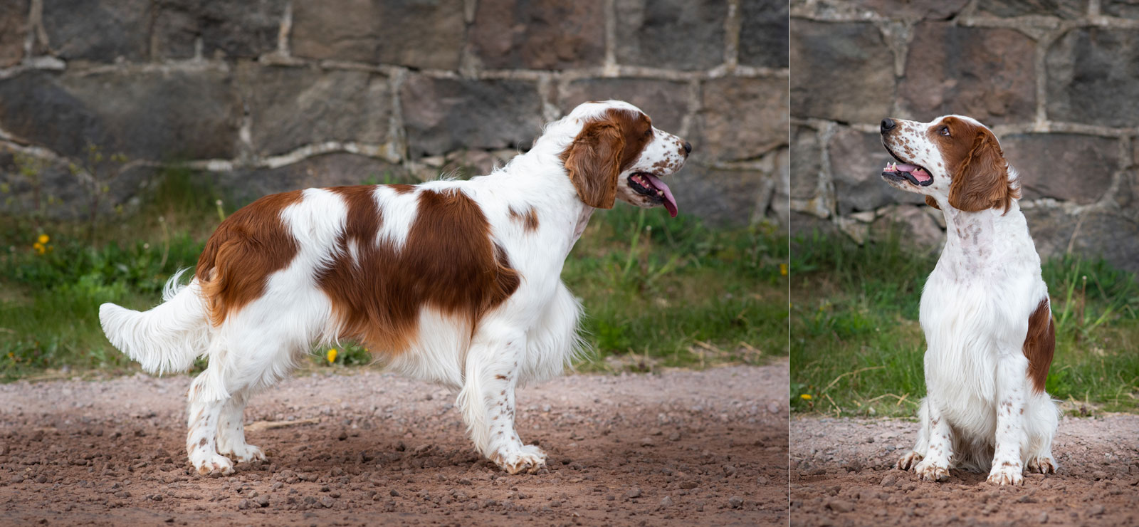 Eastfarm's Zimpzon - Yoda