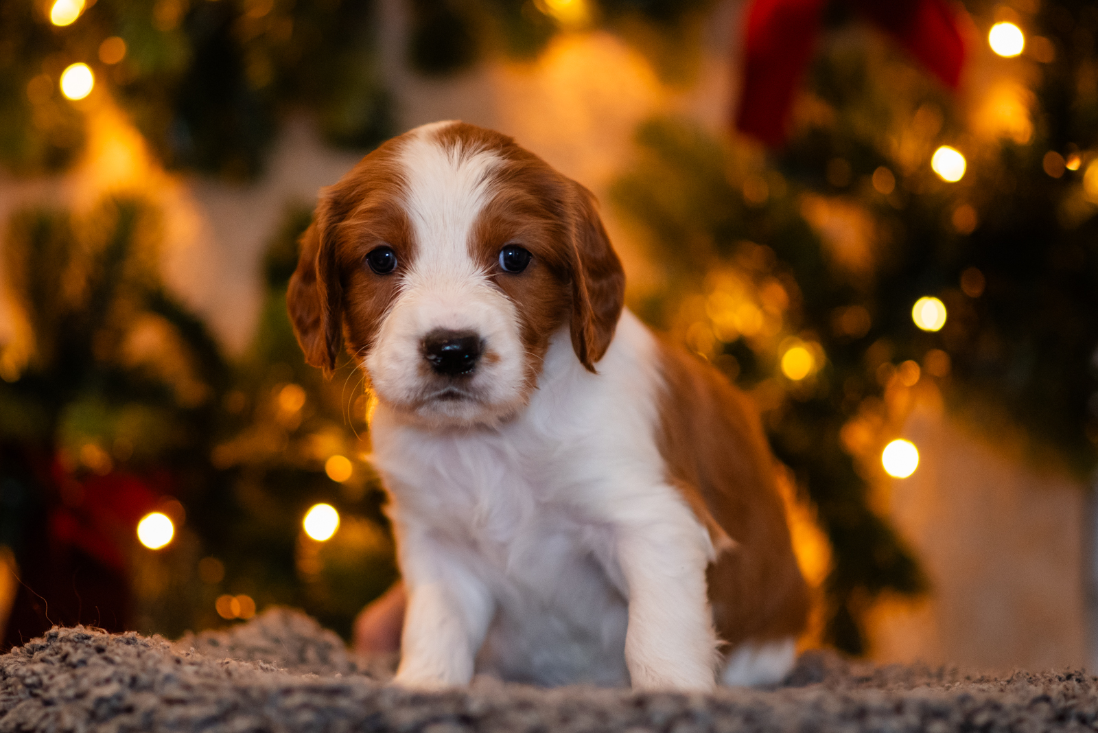 Valp ur S-kullen 2025 - Kennel Wallova