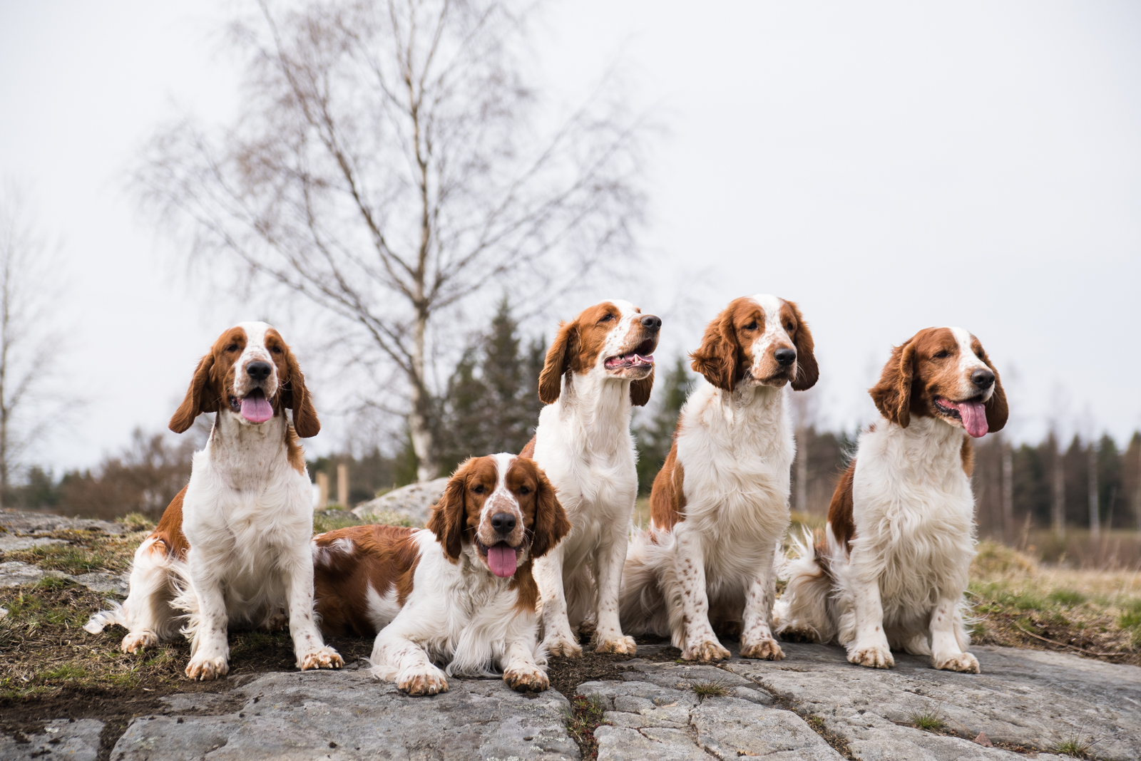 Familjen Hund