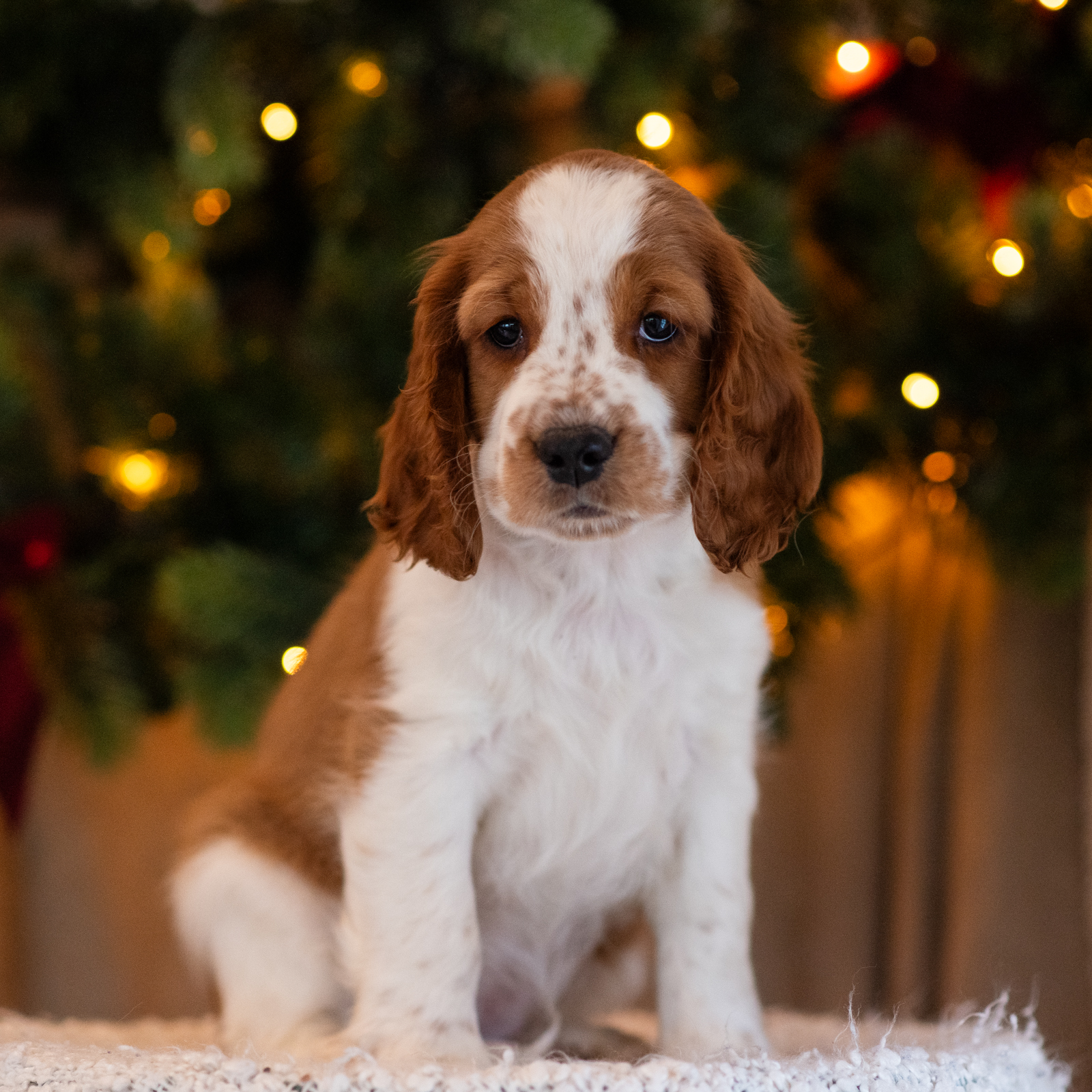 Valp ur T-kullen 2025 - Kennel Wallova