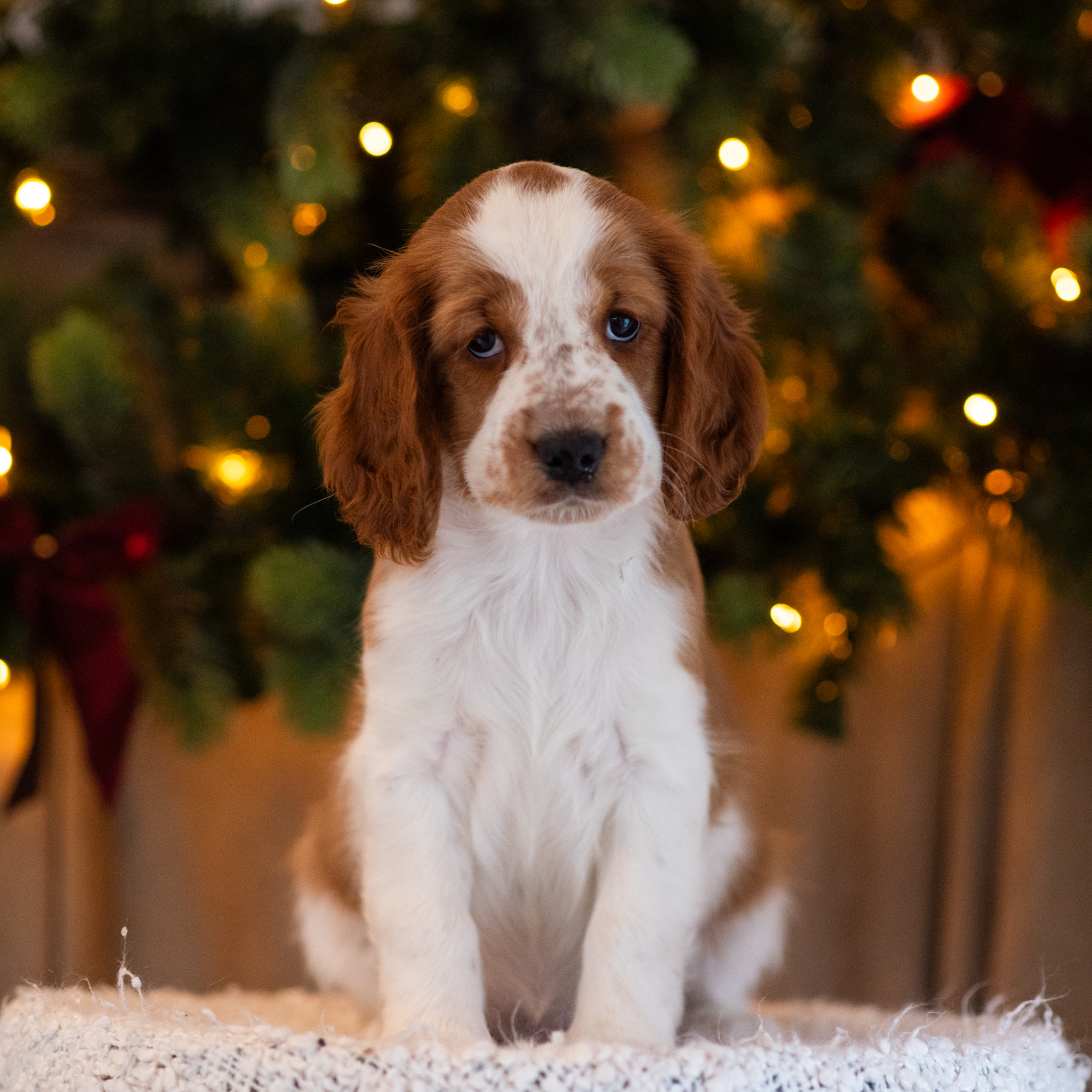 Valp ur T-kullen 2025 - Kennel Wallova