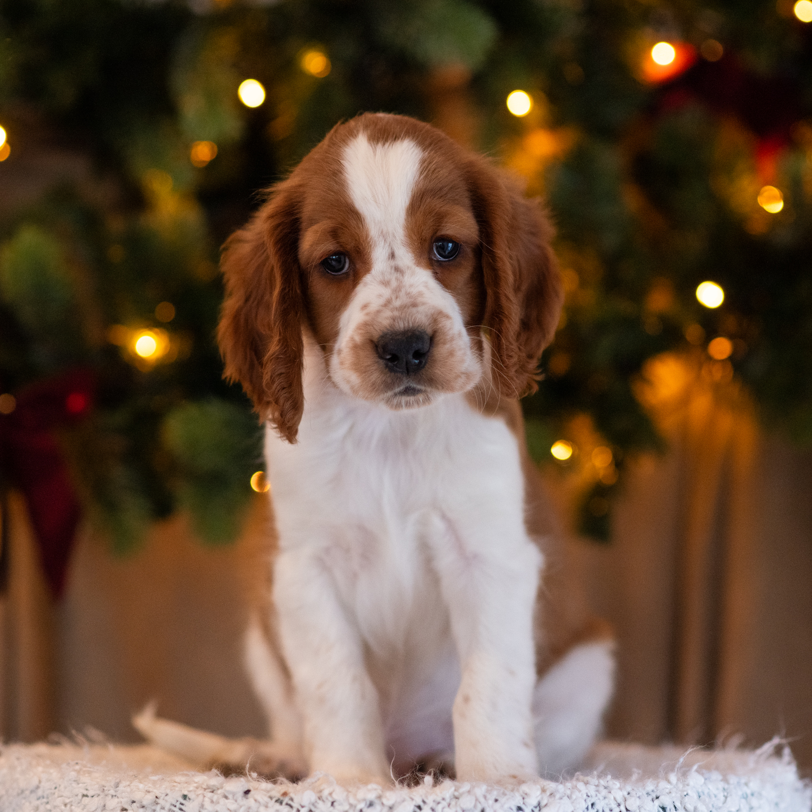 Valp ur T-kullen 2025 - Kennel Wallova