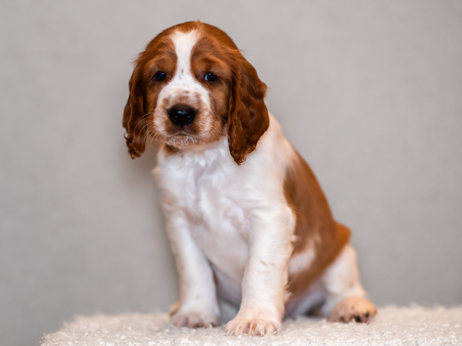 Valp ur T-kullen 2025 - Kennel Wallova