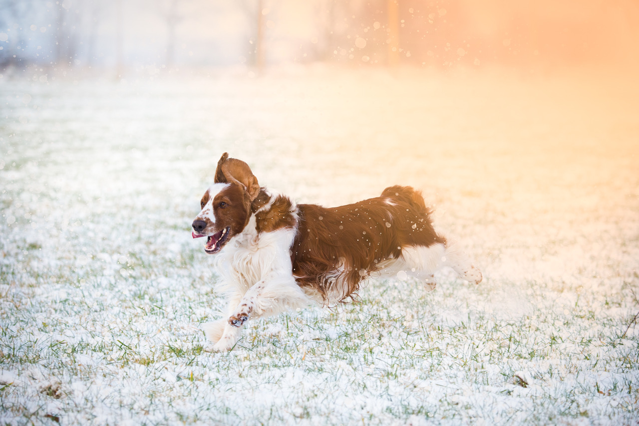 Harley - Don's Tufted Duck