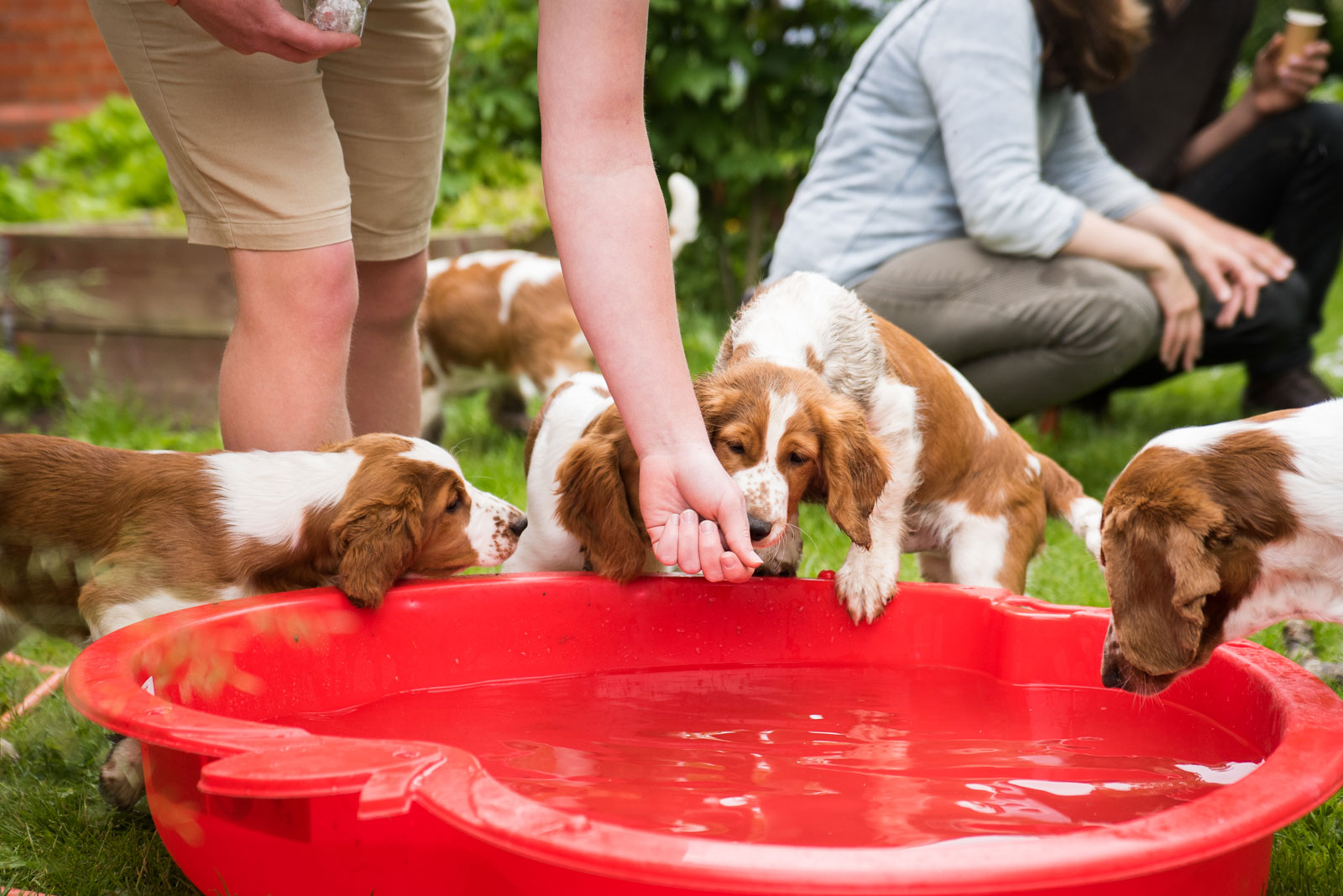 Bild från valpträff #1