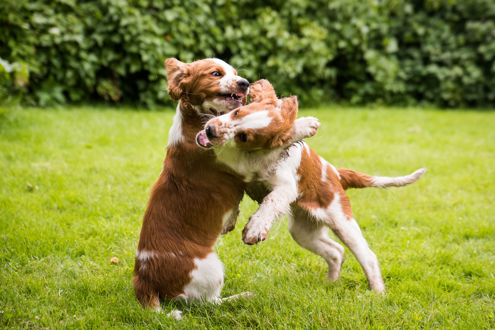 Bild från valpträff #2