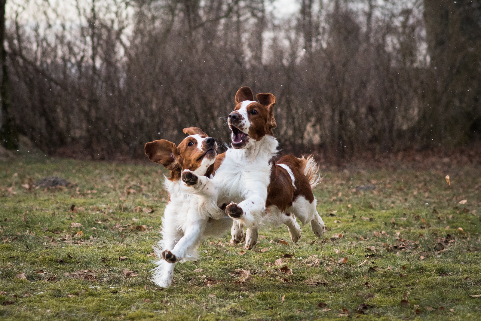 Eastfarm's Zachary och Wallovas Immaculate Machine