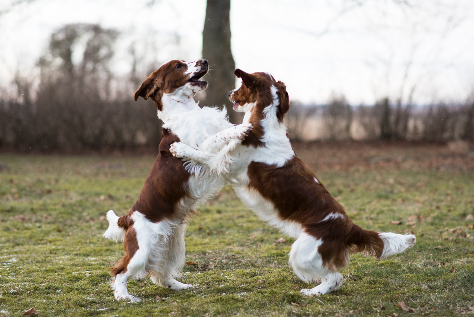 Eastfarm's Zachary och Wallovas Immaculate Machine