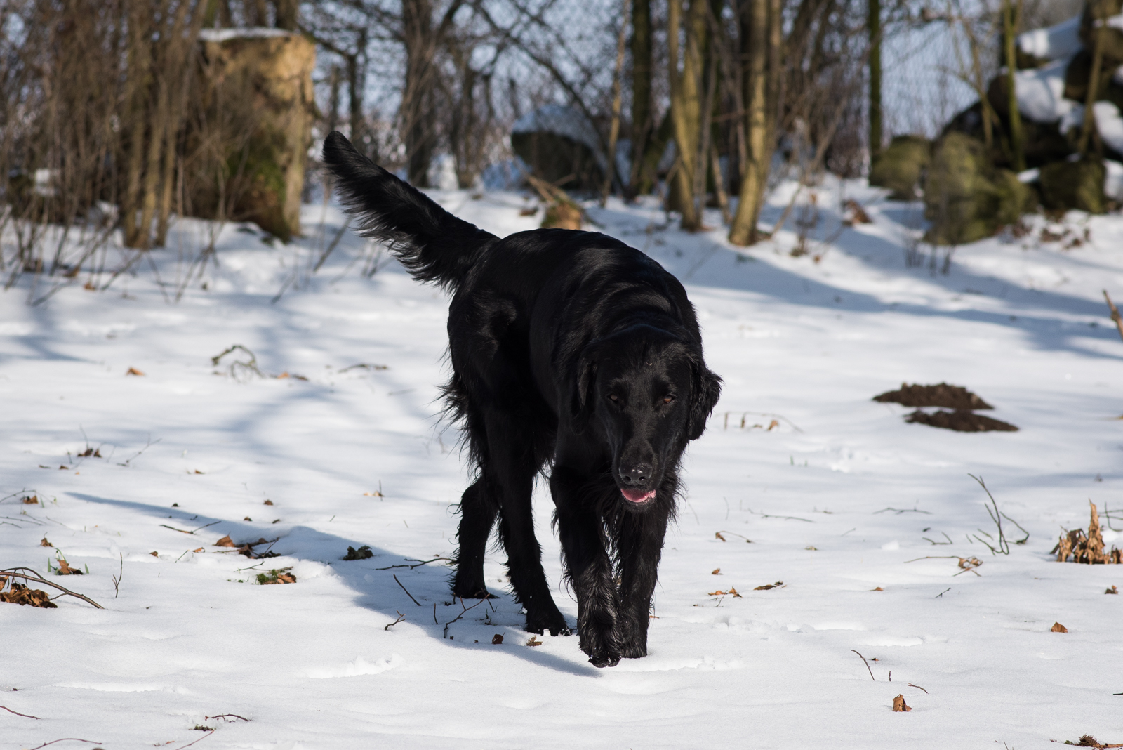 Don's Med Glorian på Sned