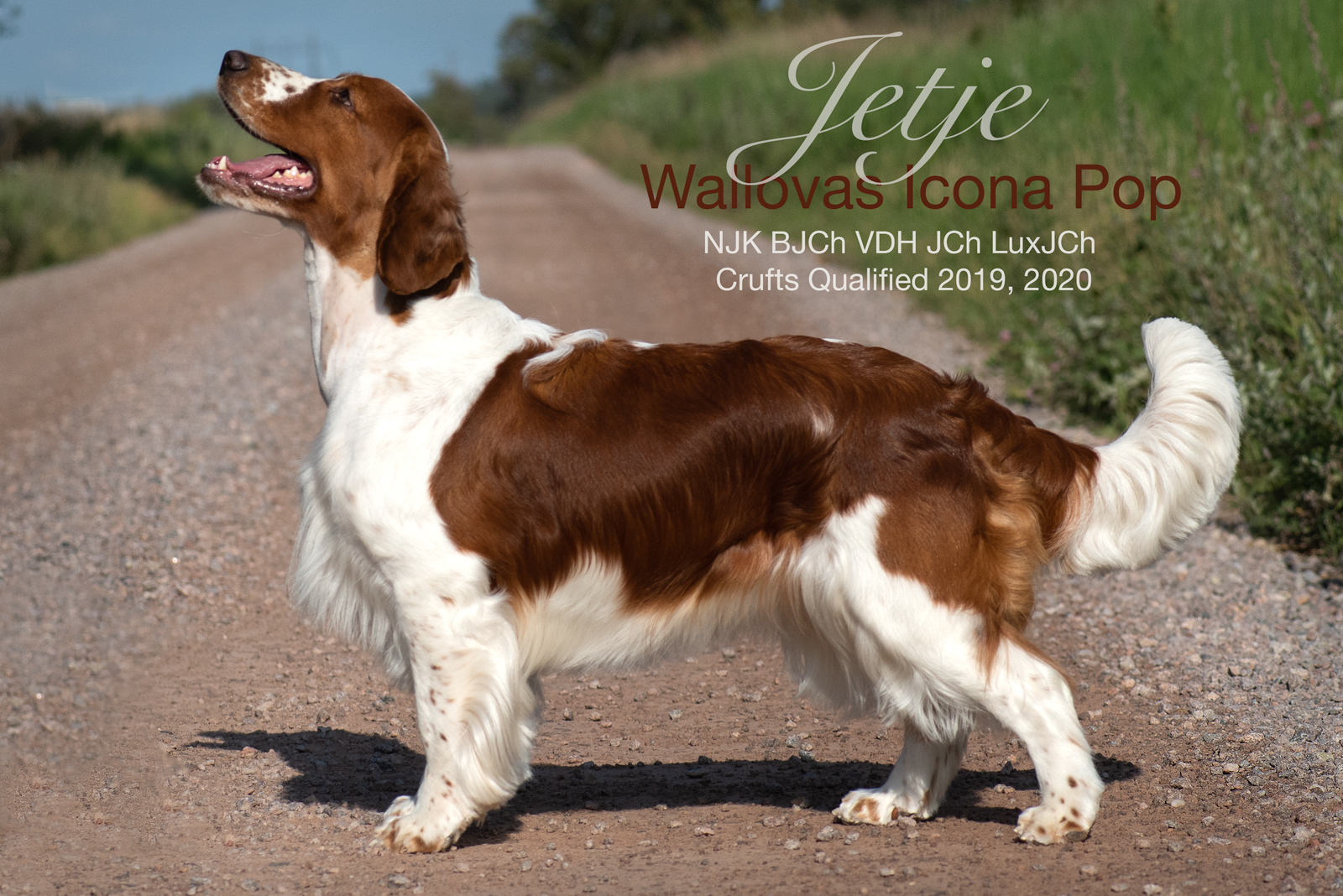 Wallovas Icona Pop (Jetje)