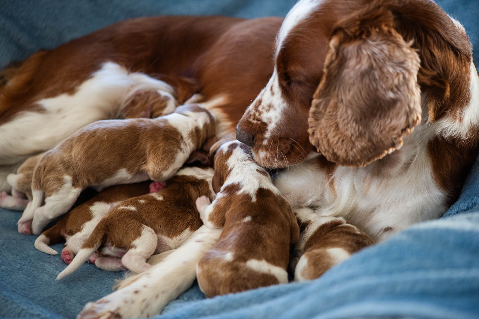 Valpar ur L-kullen - Kennel Wallova
