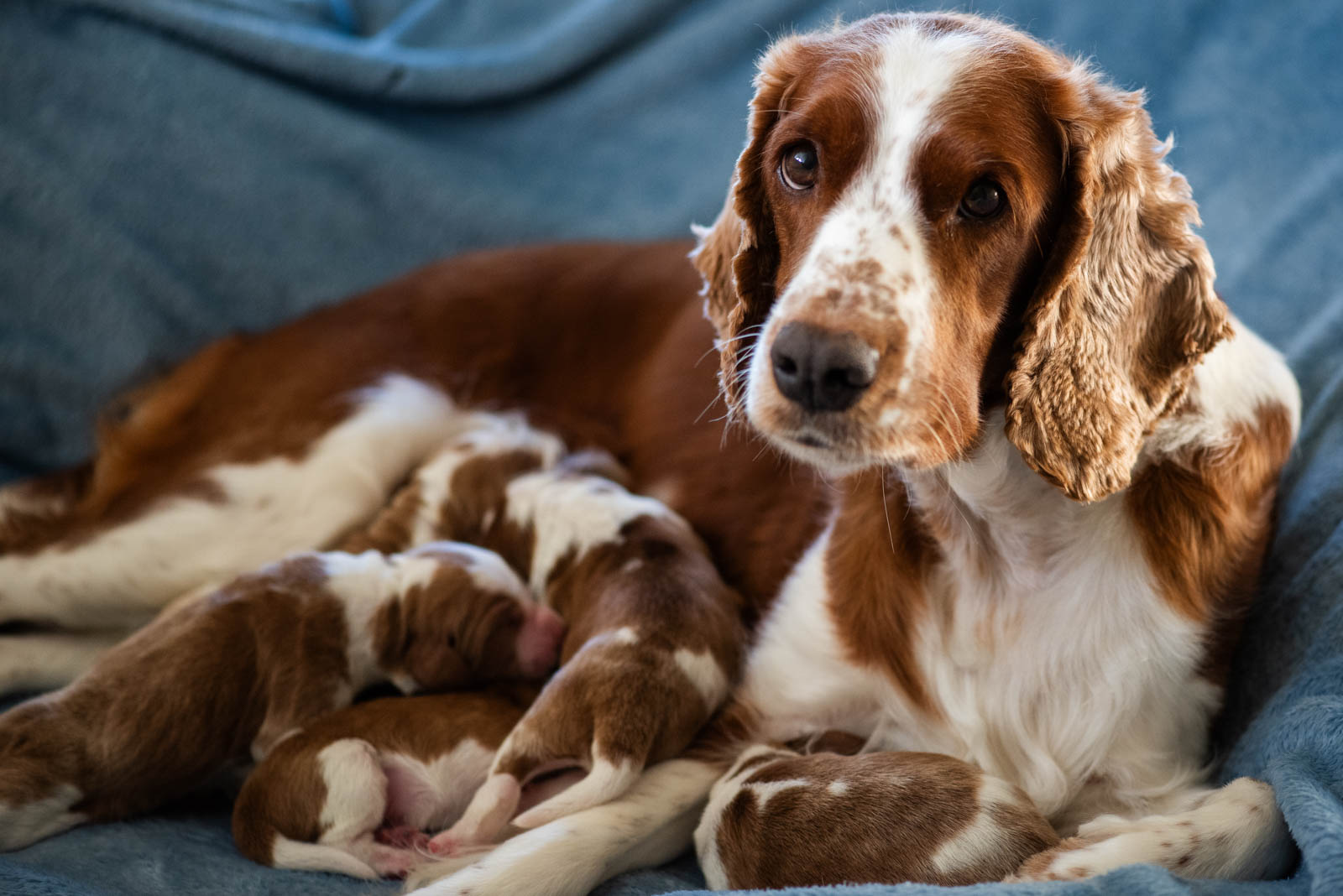 Valpar ur L-kullen - Kennel Wallova