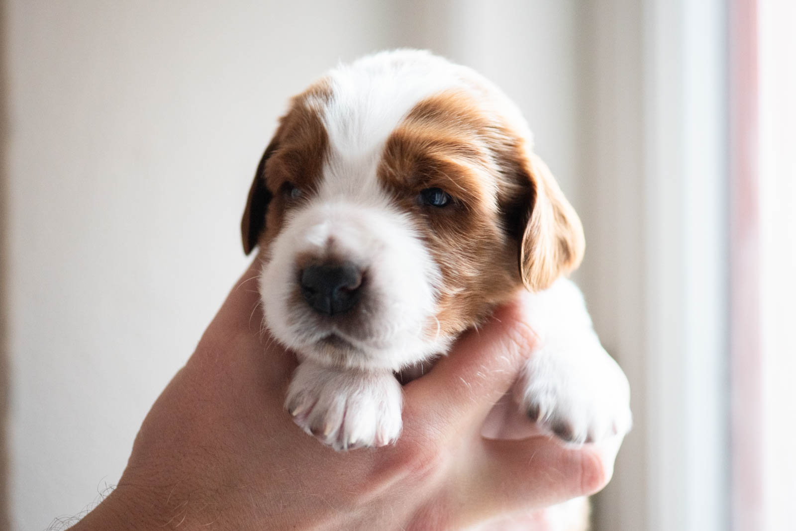 Valpar ur L-kullen - Kennel Wallova