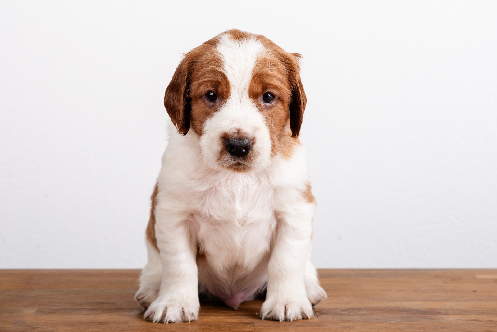 Valp ur L-Kullen - Kennel Wallova