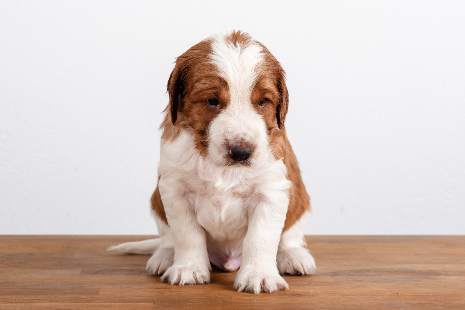 Valp ur L-Kullen - Kennel Wallova