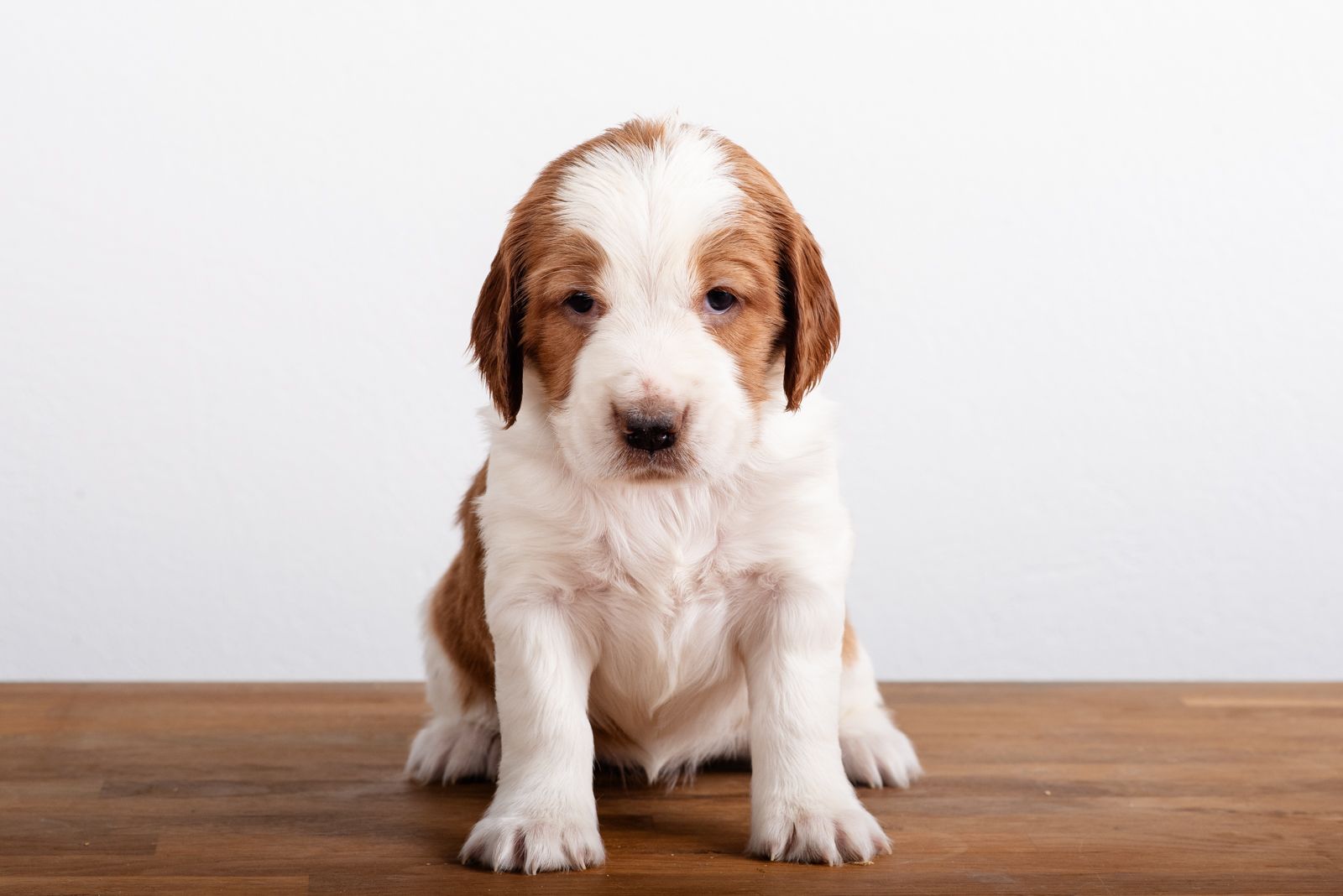 Valp ur L-Kullen - Kennel Wallova