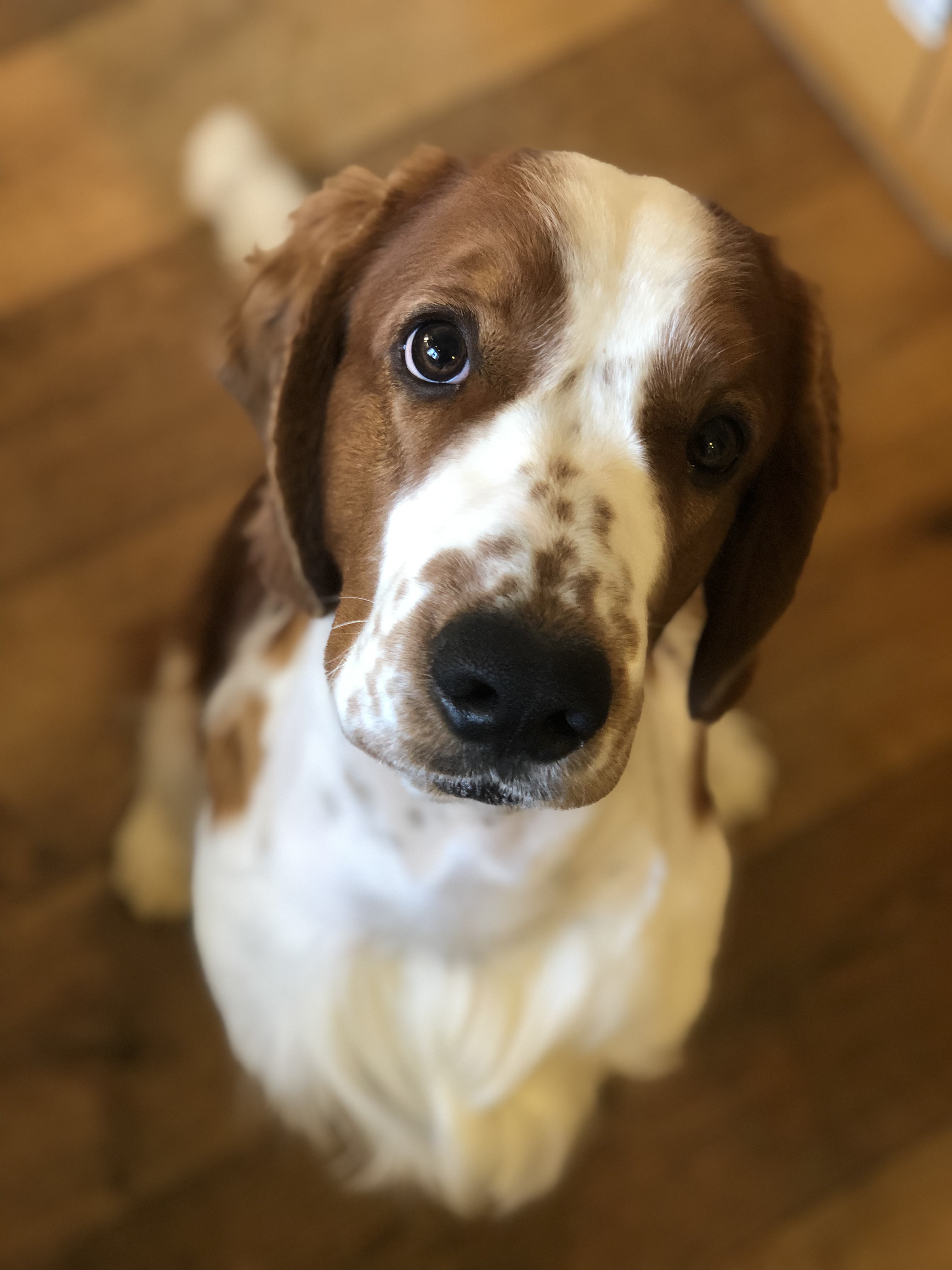 Wallovas New Order Crufts Qualified