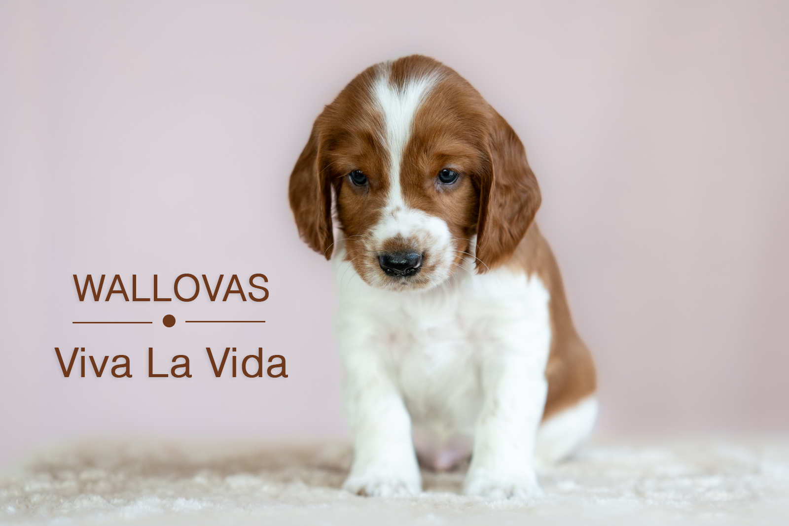 Valp ur V-kullen 2026 - Kennel Wallova