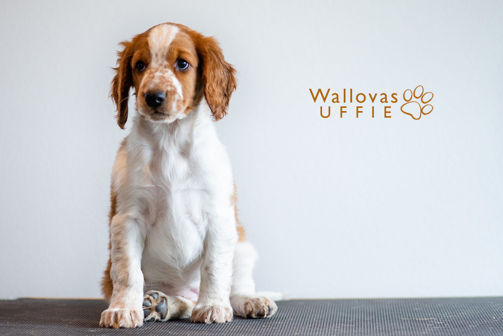 Wallovas Uffie