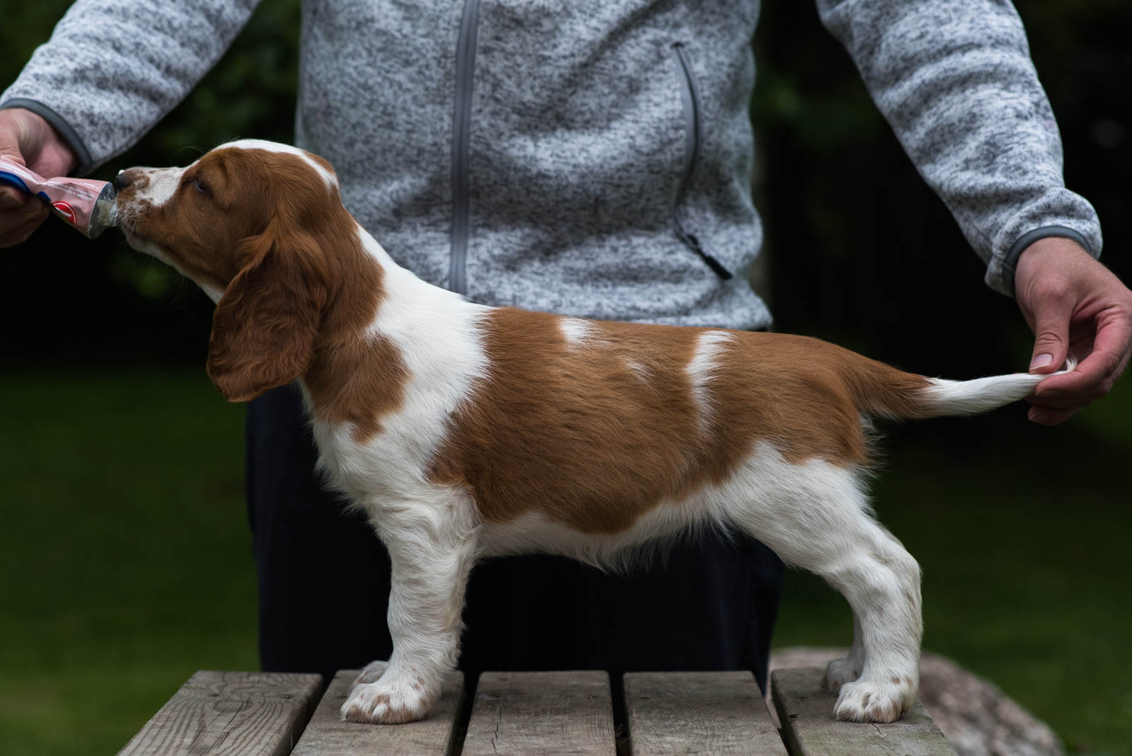 Wallovas Immaculate Machine