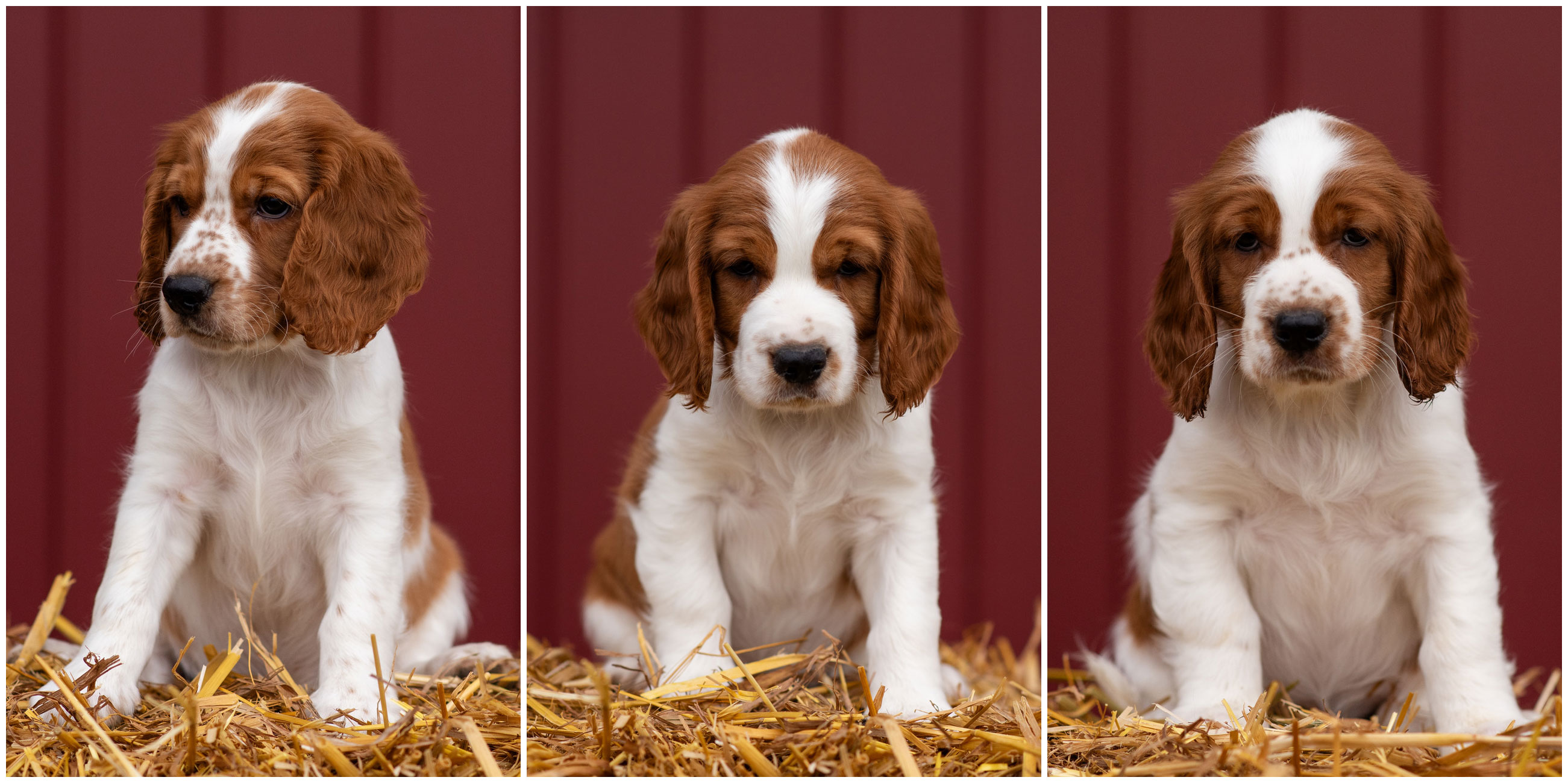 Valpar ur S-kullen 2025 - Kennel Wallova